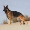 فروش ژرمن شپهرد استثنایی-فروش ژرمن