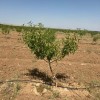 فروش باغات چهارهزارمتری مجتمع باغچه ای مزرعه بادام