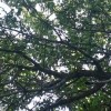 فروش باغ در اردیبل