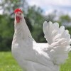 آموزش تخصصی پرورش مرغ تخم‌گذار و گوشتی