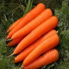 بذر هویج oe دانمارک