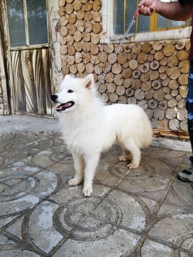 سامویدمولداموزش دیده