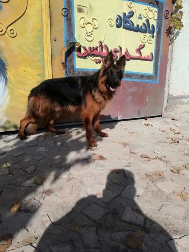 بزرگترین مجموعه فروش سگ ژرمن در ایران
