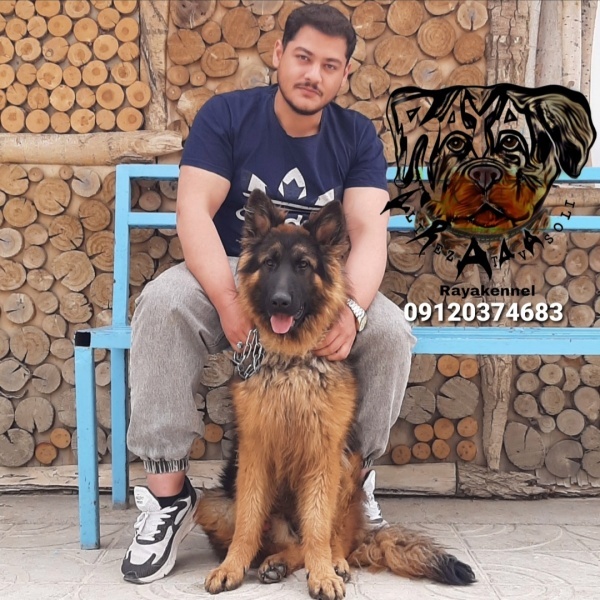 فیلم ژرمن شپرد شولاین