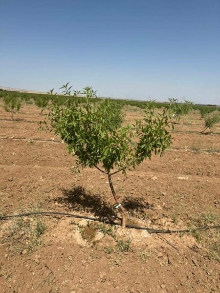فروش باغات چهارهزارمتری مجتمع باغچه ای مزرعه بادام