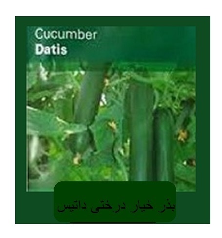 فروش بذر خیار داتیس