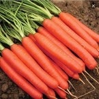 فروش بذر هویج oe