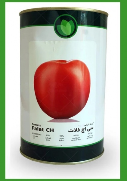 فروش بذر گوجه Falat CH، بذر درجه یک