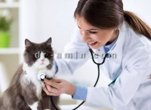 درمان سگ و گربه