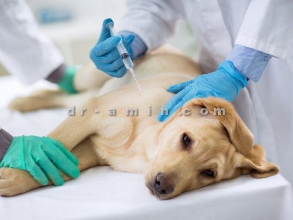 ‎واکسیناسیون سگ و پاپی